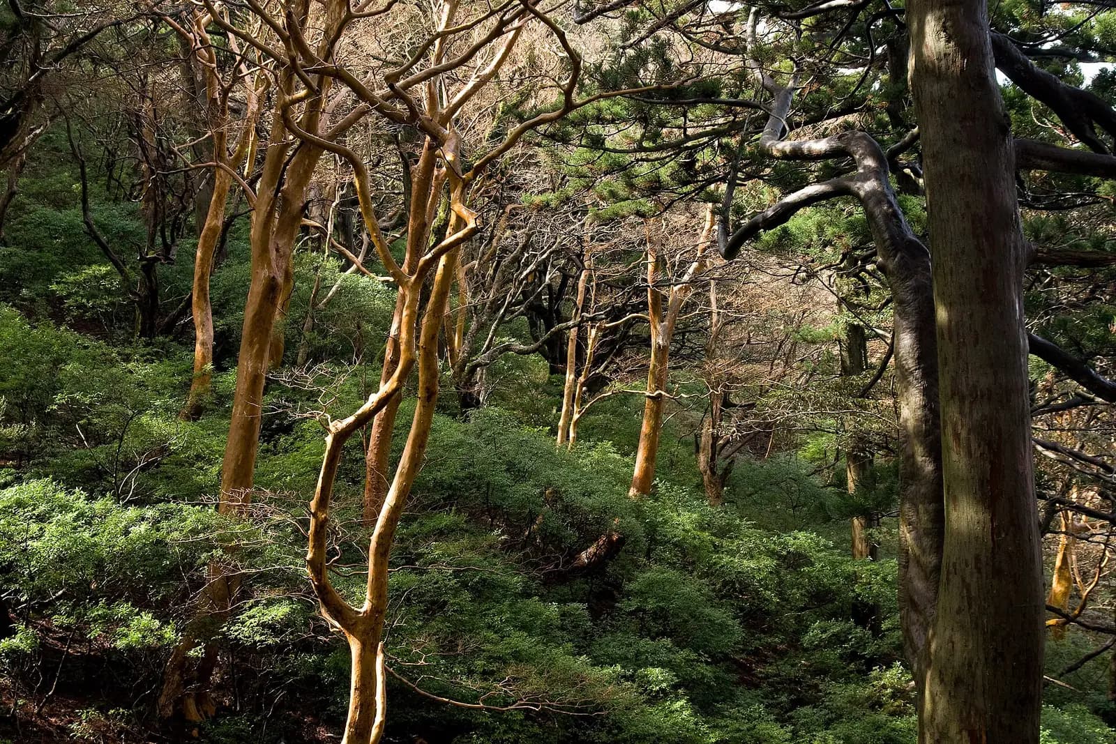 Parque Nacional Yakushima: Bosques de cedros centenarios y senderos que exigen piernas