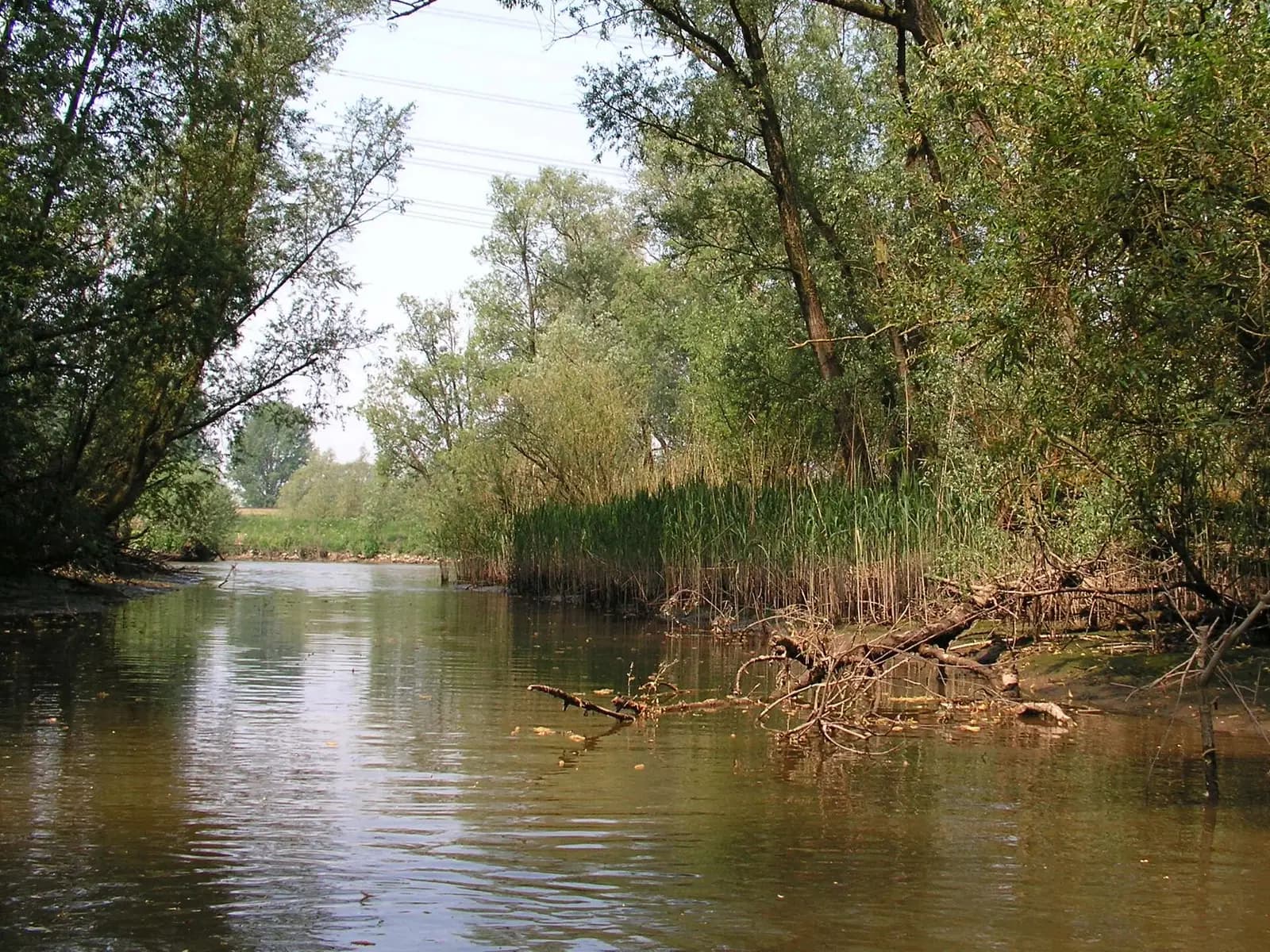 Parque Nacional De Biesbosch: humedal fluvial donde el agua marca el ritmo