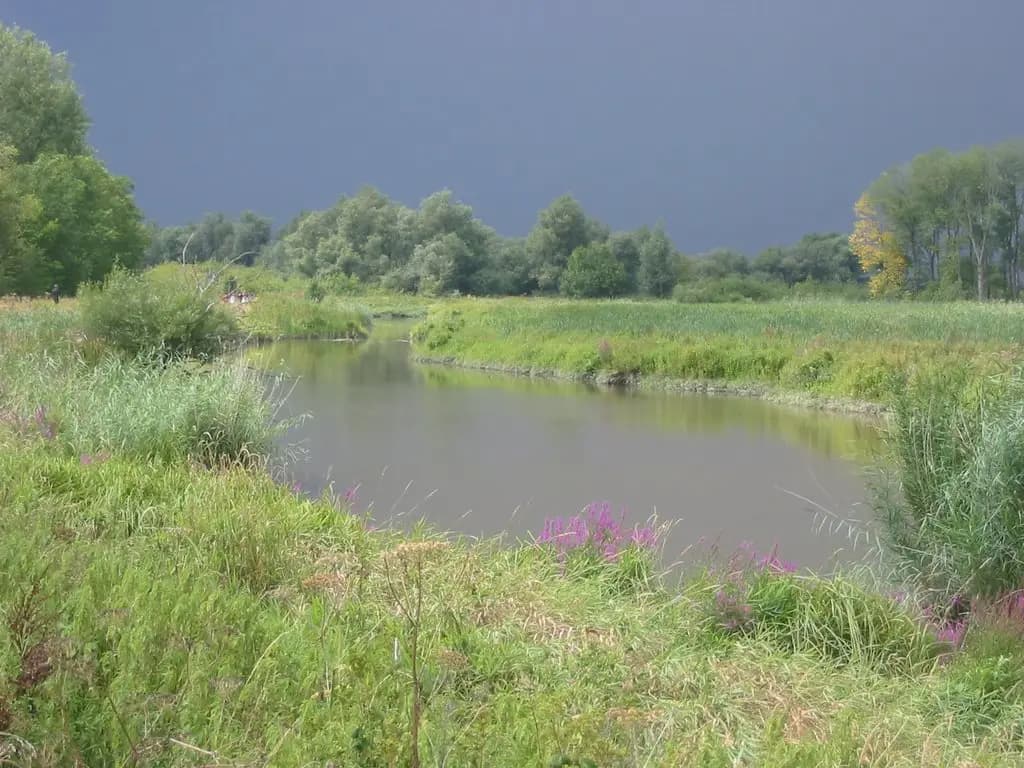 Parque Nacional De Biesbosch: humedal vivo a una hora de Rotterdam